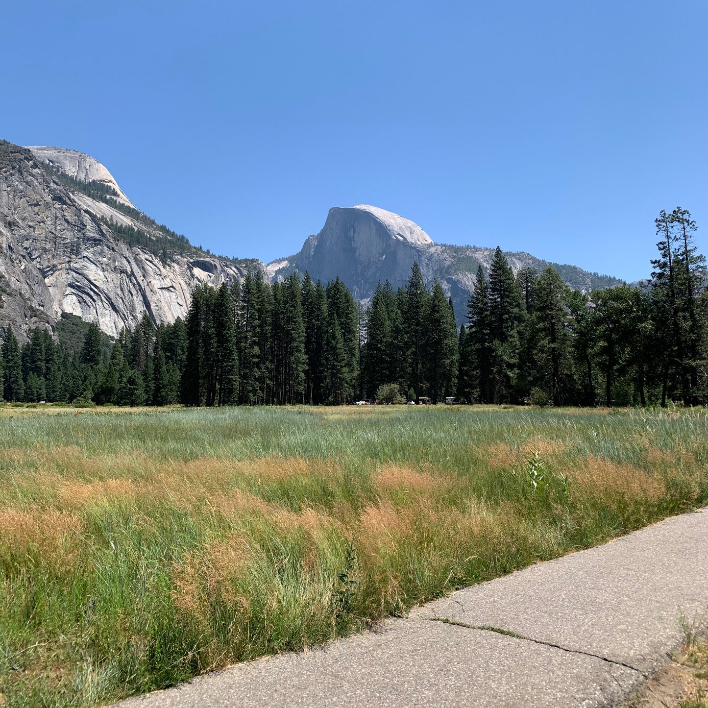 Half Dome Soap // Pine Fir Needle Clove
